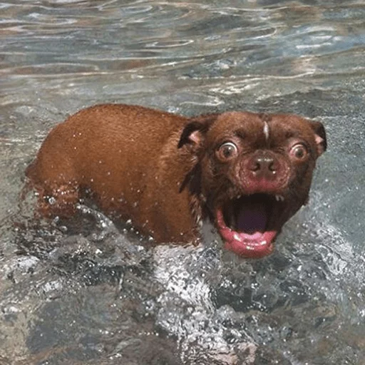 Вода на открытом воздухе порода собак