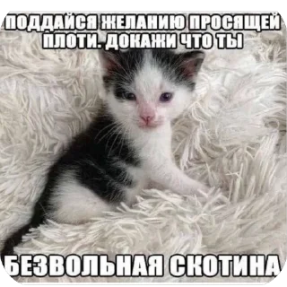 Sticker Абубабе - 9