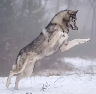 Стикер Сборник Волков @l_am_Wolf - 5