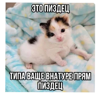 Sticker Матюкашные котики - 0