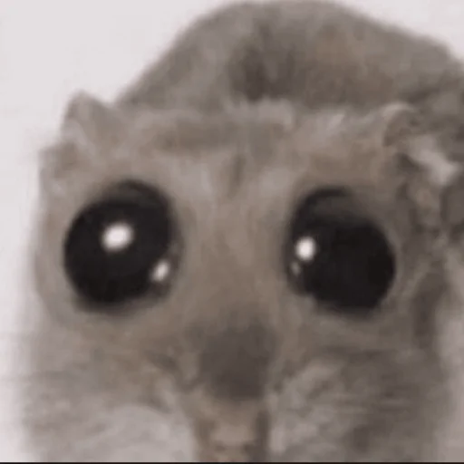 🥺 🥺 -
