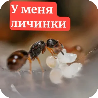 Стикер Муравьи - 0