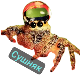 Sticker Павук - 0