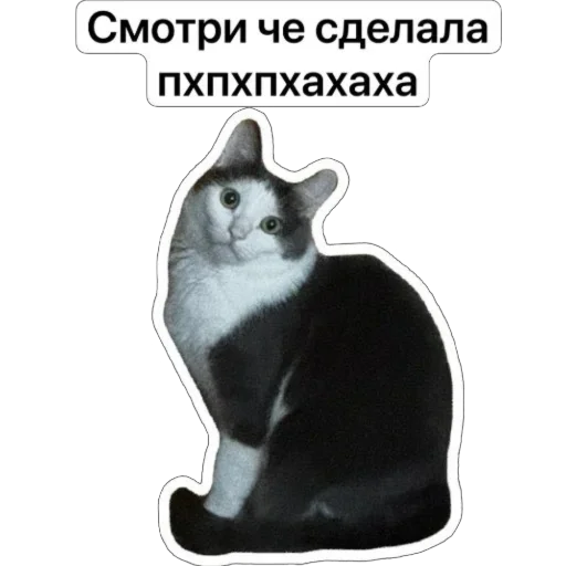 Плеш платошкин Плеш платошкин -