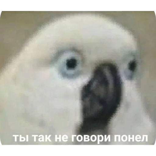 °🦜Попуги🦜° °🦜Попуги🦜° -