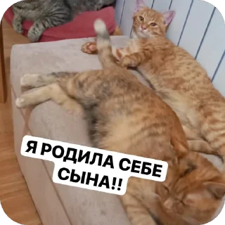 Sticker Милашки💗 - 0