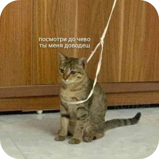 Шедеврокоты Шедеврокоты -