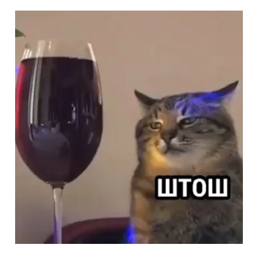 Штош Штош -
