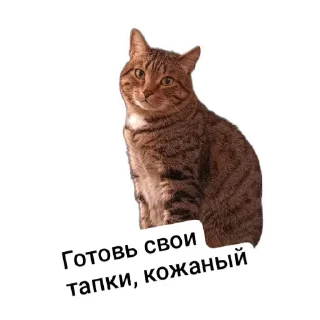 Стикер Томасяка - 3 Стикер Томасяка - 3