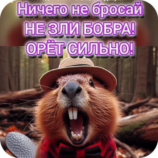 Божественная креветка, нога благости и другие Божественная креветка, нога благости и другие -