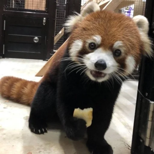 red panda @monst14 red panda @monst14 -