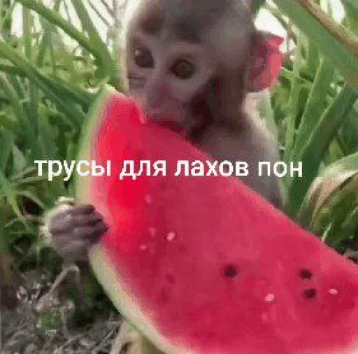 🍉 @TgEmodziBot 🍉 @TgEmodziBot -