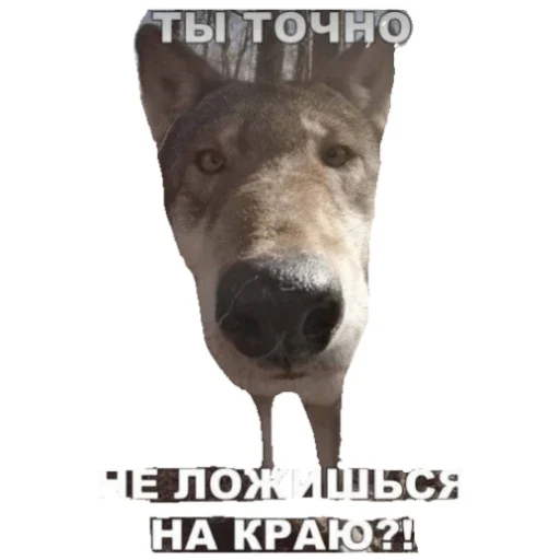 Ацф Ацф -