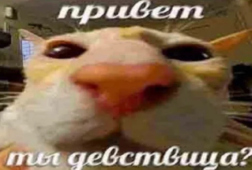 че та типа мемав ваших че та типа мемав ваших -