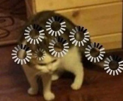 felidae felidae kitty kitten