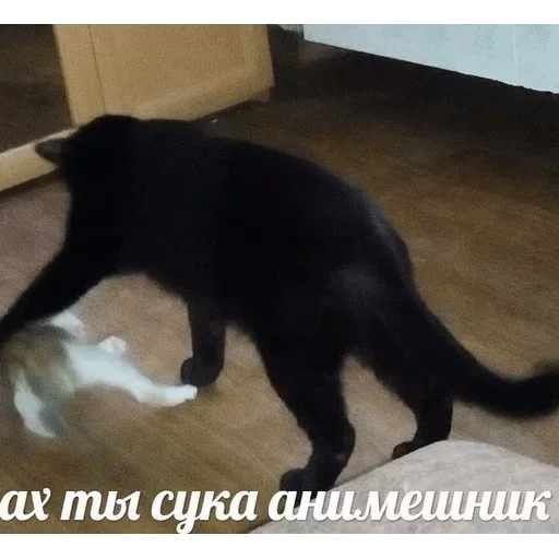 Антианиме Антианиме - СМС