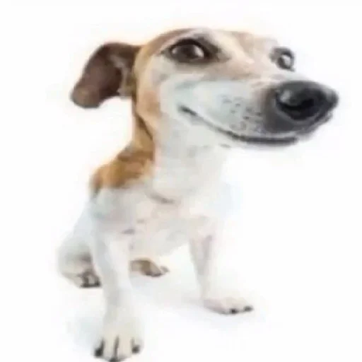 собака :: @fStikBot собака :: @fStikBot -