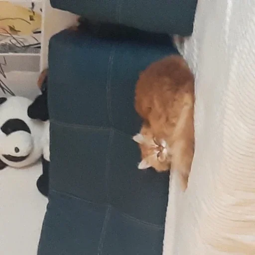 an an - cat