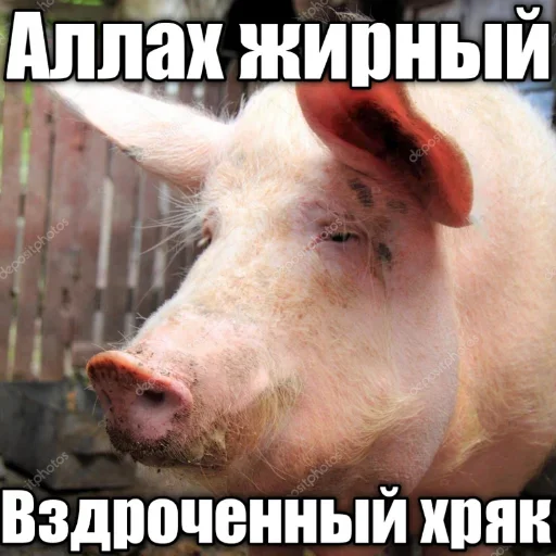 АЛЛАХ ПИДОРАС АЛЛАХ ПИДОРАС -