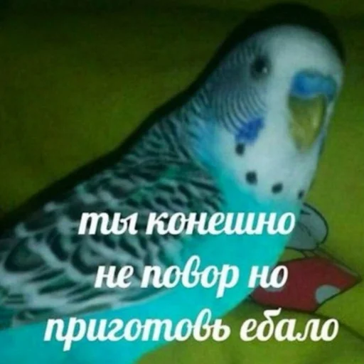 животное птица попугай