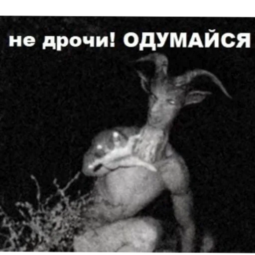 Амогус Амогус -