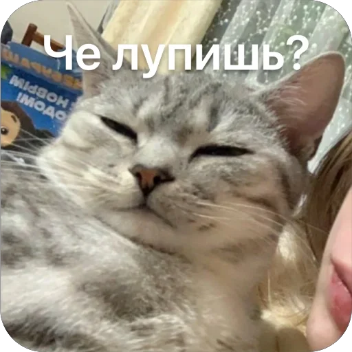Амур Амур -
