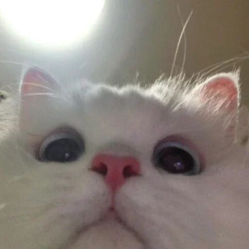 Moi Moi -