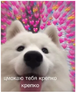 Kiss