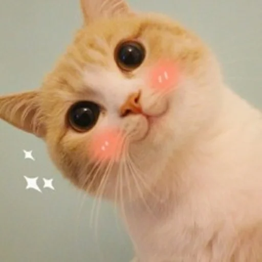 Ari