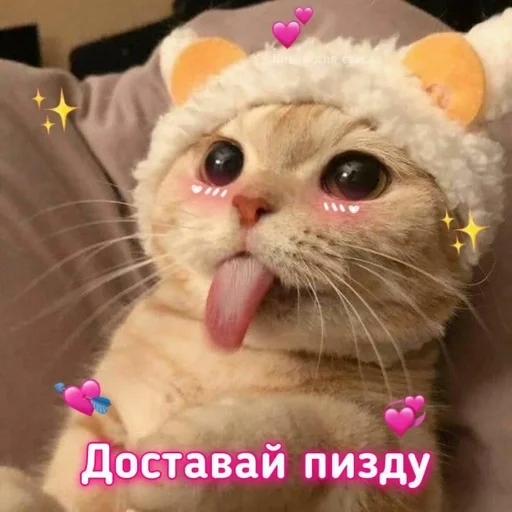 mammal mammal animal cat