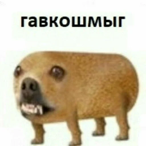 mammal mammal animal snout