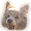 Atlas the German Spitz Atlas the German Spitz -