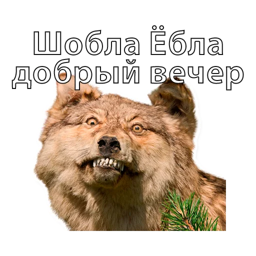 AufJoke AufJoke -