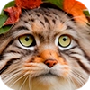 Autumn Manul @animalplantspb Autumn Manul @animalplantspb -