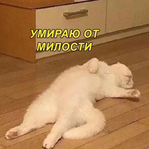 text text animal mammal