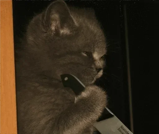 cat cat indoor mammal