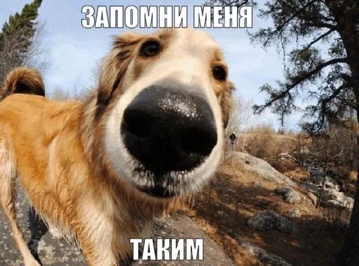 стикеры шарющих • @sticbot стикеры шарющих • @sticbot -