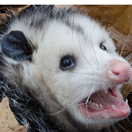 Awesome Possum Awesome Possum -