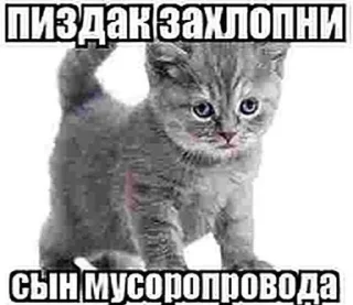 Стикер Больше стиков тут: @stikery4 - 0