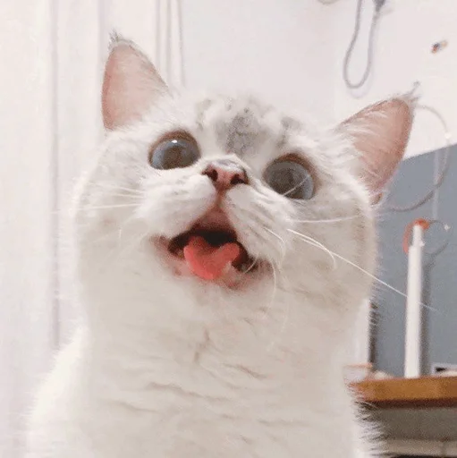 mammal mammal animal cat