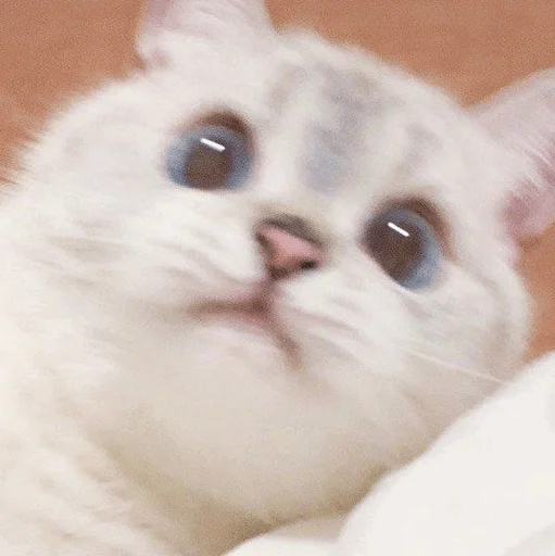 mammal mammal animal cat