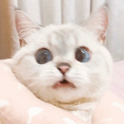 cat cat small to medium-sized cats whiskers
