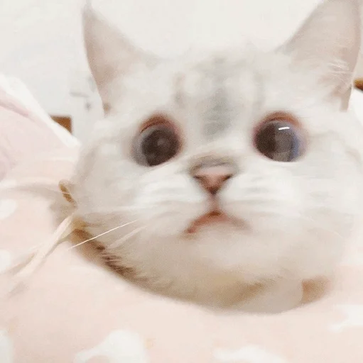 mammal mammal animal cat