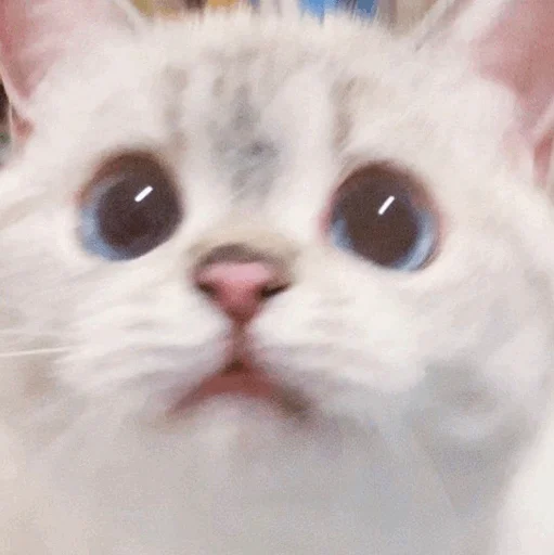 mammal mammal animal cat