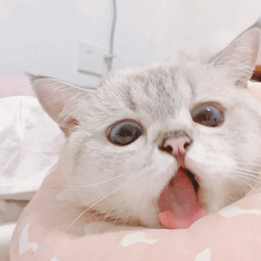 mammal mammal animal cat