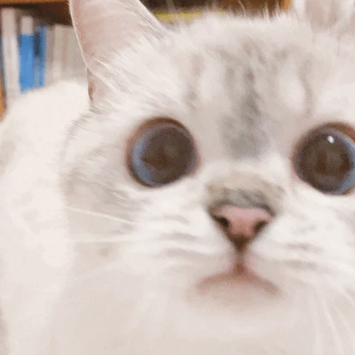 mammal mammal animal cat