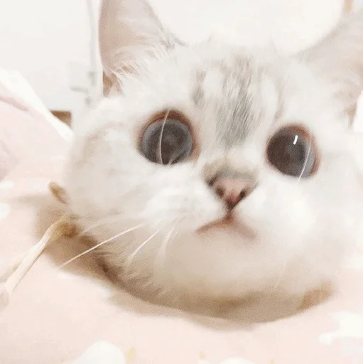 mammal mammal animal cat