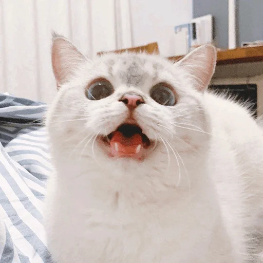 mammal mammal animal cat