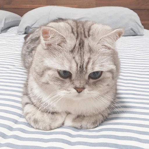 animal animal cat small to medium-sized cats