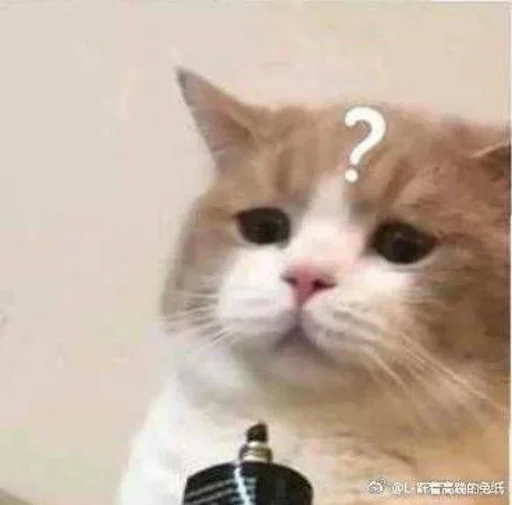 mammal mammal animal cat